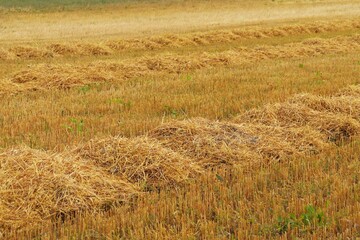 Straw and stubble in the field after wheat harvest