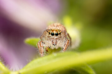 Jumping spider on pink flowers in the garden. Hyus spider on flowers with green background.