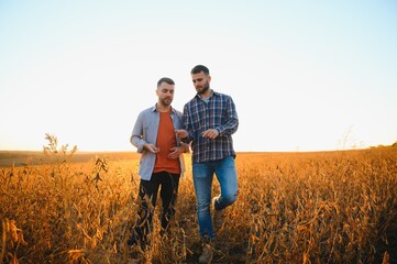 Two farmers in a field examining soy crop at sunset