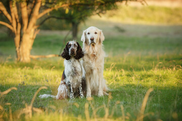 Fototapeta premium dogs english springer spaniel and golden retriever at sunset in the park