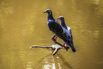 Two pidgeons (Columba livia) sitting on a branch in a lake