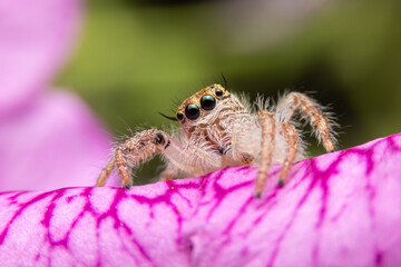 Jumping spider on pink flowers in the garden. Hyus spider on flowers with green background.