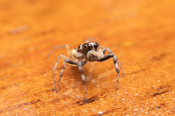 Jumping spider on pink flowers in the garden. Hyus spider on flowers with green background.