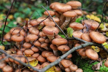 Armillaria mellea, commonly known as honey fungus. Close up.