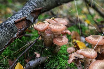Armillaria mellea, commonly known as honey fungus. Close up.
