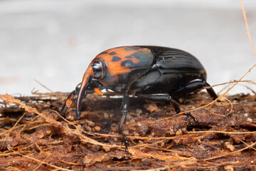 Red palm weevil or Red-stripes palm weevil on the coconut bract. Asian palm weevil (Rhynchophorus...