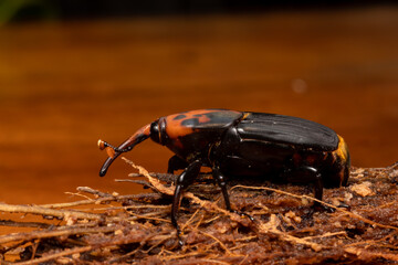 Red palm weevil or Red-stripes palm weevil on the coconut bract. Asian palm weevil (Rhynchophorus ferrugineus) on white background.