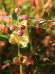 Patterned berries of the May lily (Maianthemum bifolium)