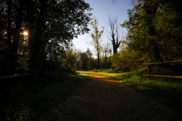 Pista forestal (camino carretera) en un bosque al amanecer con el sol entre los árboles