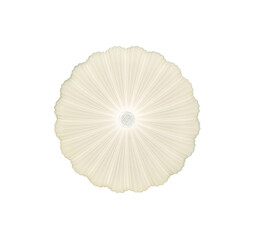 diploma ceiling lamp or wall lamps. Round lamp in the shape of flower, elegant and beautiful ornate for interior decoration of shops, buildings, houses. white background. turn on light. clipping path