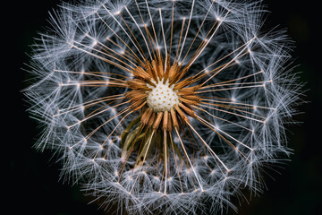 Macrophotography of a white dandelion on black background.