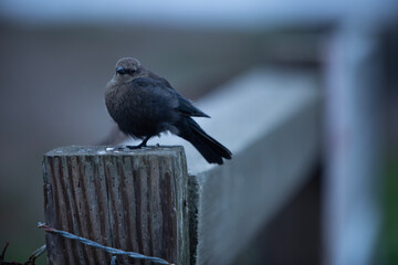 bird on a fence
