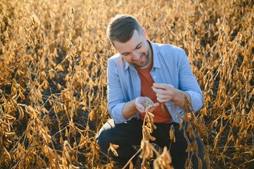 Agronomist inspecting soya bean crops growing in the farm field. Agriculture production concept. young agronomist examines soybean crop on field in summer. Farmer on soybean field. - obrazy, fototapety, plakaty