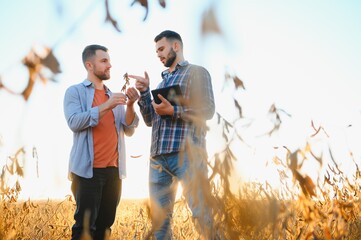 Two farmers in a field examining soy crop at sunset