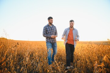 Two farmers in a field examining soy crop at sunset