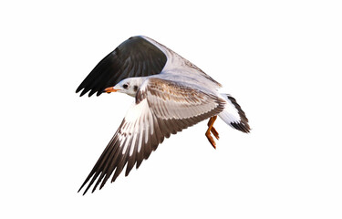 Beautiful seagull flying isolated on white background.