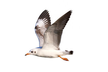 Obraz premium Beautiful seagull flying isolated on white background.