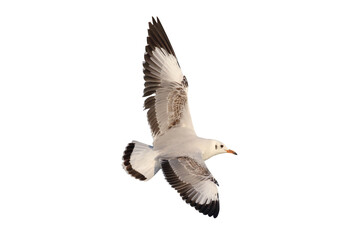 Beautiful seagull flying isolated on white background.