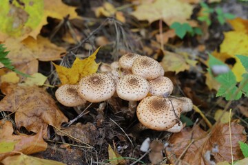 Armillaria mellea, commonly known as honey fungus. Close up.