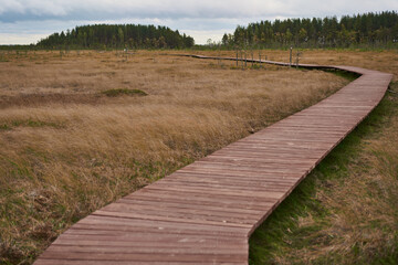 Sestroretsk swamp eco-trail without people, passing directly over the swamp, going into the forest.