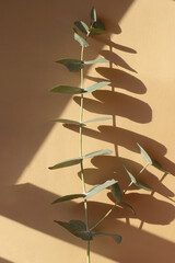Branch of eucalyptus on beige background in rays of morning sun. Close-up, top view