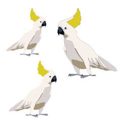 Vector white cockatoo parrot with yellow tufted scallop flat with shadows on white background