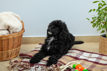 Concept of home pet, black toy poodle