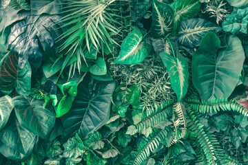 Beautiful nature background of vertical garden with tropical green leaf	
