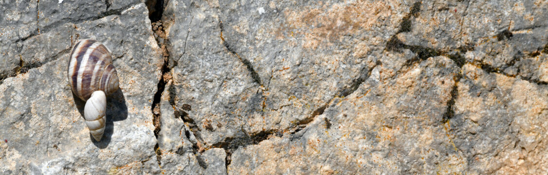 Schnecken auf einem Fels // Snails on a rock