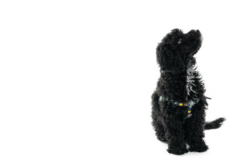 Concept of home pet, black toy poodle, isolated on white background