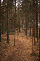 Forest with pine trees in the evening. Autumn
