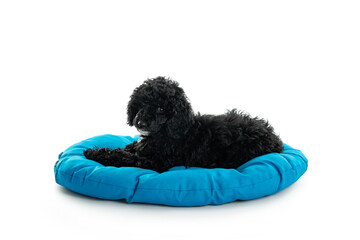 Concept of home pet, black toy poodle, isolated on white background
