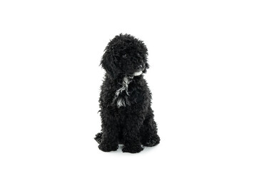 Concept of home pet, black toy poodle, isolated on white background