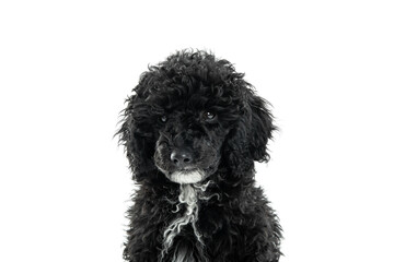 Concept of home pet, black toy poodle, isolated on white background