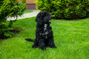 Concept of home pet, black toy poodle