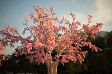 Tree in park. Pink flowers. Sakura in bloom.