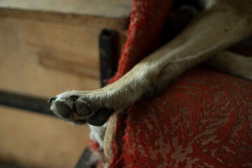 Dog's Paw, Pet's Foot. Animal Details.
