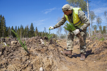 A forest worker is planting spruce seedlings in the place of a sawn forest.