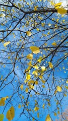Golden Autumn Leaves on Blue Sky Background