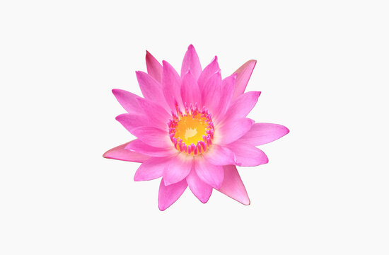Closeup, Beautiful flower blossom blooming lotus with white pink petals isolated on white background for stock photo, summer flowers, floral for meditation, plants