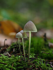 Pilze im Eifelwald
