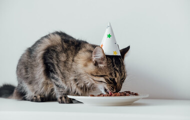 Cat is having a birthday party. Fluffy kitten in a party hat eats a birthday treat.