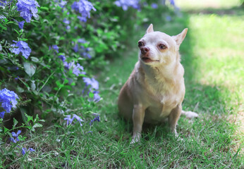 brown  short hair  Chihuahua dog sitting on green grass in the garden, smelling purple flowers.