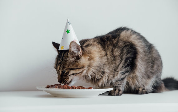Cat is having a birthday party. Fluffy kitten in a party hat eats a birthday treat.