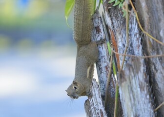 squirrel eating on the tree. Great for animal background and wallpaper