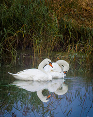 two swan on the lake with reflection