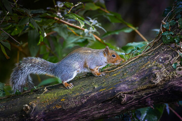 grey squirrel on a tree