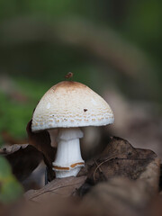Pilz im Eifelwald