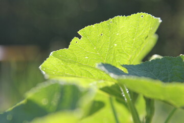 mallow leaves translucent in the su