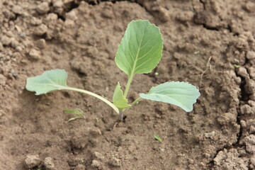 a young cabbage seedling in the garden